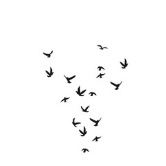 Flock Of Bird Flying Silhouette 