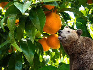  A brown bear enjoying a tangerine tree. A surreal. Fantasy.