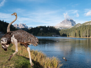 A giant female ostrich runs against the backdrop  of an early autumn landscape around Lake Misurina. Dolomites, Italy. A surreal. Fantasy.