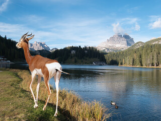 Gigantic a gazelle lady (Nanger dama) against the backdrop of an early autumn landscape around Lake Misurina. Dolomites, Italy.Surreal feeling.