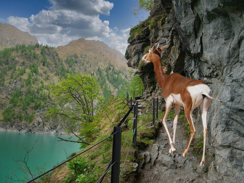 Gigantic a gazelle lady (Nanger dama) which climbs a steep path in the mountain. Surreal Silliness