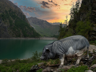 A pot-bellied pig walks on a wet rocky path around a lake. Mountain landscape with a lake. Surreal Silliness.