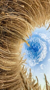 Wheat field sky golden grain stalks swaying under a blue cloudy sky featuring a unique 360 degree tiny planet perspective