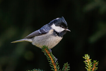 Obraz premium Tannenmeise (Periparus ater)