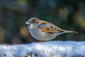 Haussperling (Passer domesticus) M&auml;nnchen