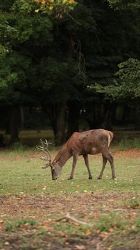 Sikawild im Wildpark, Deutschland