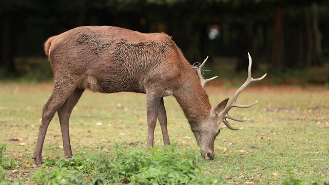 Sikawild im Wildpark, Deutschland