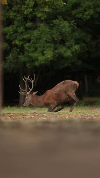 Sikawild im Wildpark, Deutschland