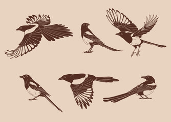 Magpie, flying bird, set. Hand drawn vector illustration