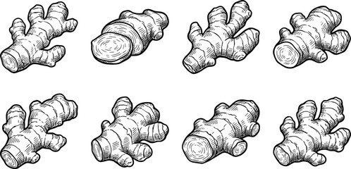 Ginger root illustration set, hand drawn botanical sketch collection, black and white vintage engraving style spice artwork © Sree