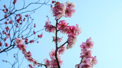 空と紅梅