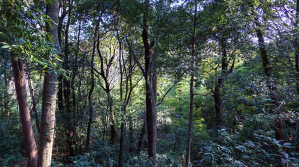 雑木林の中