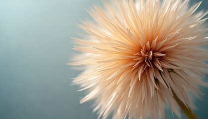 Obraz premium Extreme close-up macro photo of a dry dandelion seed head against soft blue background. Delicate seed filaments spread out like a starburst, showing intricate natural patterns and light.