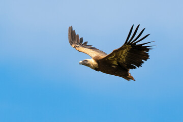 Obraz premium Vautour fauve