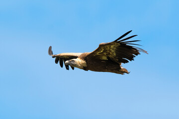 Obraz premium Vautour fauve