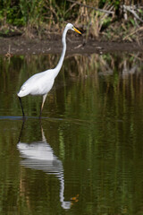 Naklejka premium Grande Aigrette