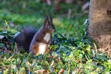 Eichhörnchen (Sciurus vulgaris) © Rolf Müller