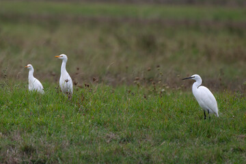 Obraz premium Aigrette garzette, Héron garde boeufs