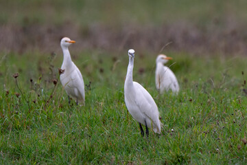 Aigrette garzette, H&eacute;ron garde boeufs