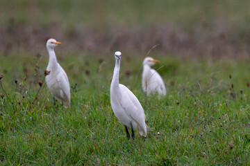 Obraz premium Aigrette garzette, Héron garde boeufs