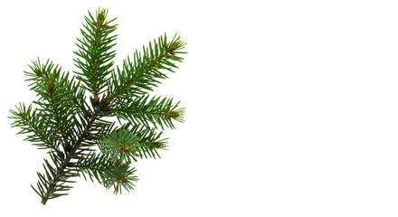 Obraz premium Single elegant balsam fir branch with vibrant green, densely packed needles, captured in sharp macro detail against a bright white background and copy space Minimalist holiday elegance concept