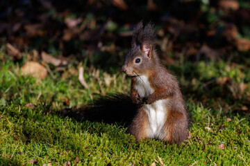 Eichhörnchen (Sciurus vulgaris) © Rolf Müller