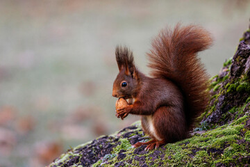 Eichhörnchen (Sciurus vulgaris) © Rolf Müller