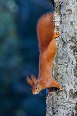 Eichhörnchen (Sciurus vulgaris) © Rolf Müller