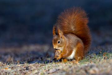 Eichhörnchen (Sciurus vulgaris) © Rolf Müller