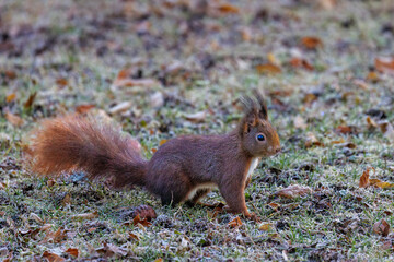 Eichhörnchen (Sciurus vulgaris) © Rolf Müller