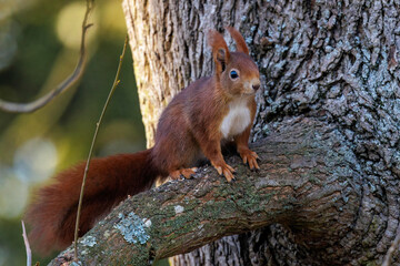 Eichhörnchen (Sciurus vulgaris) © Rolf Müller