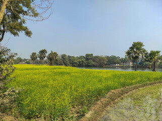 A vibrant yellow mustard field in full bloom contrasts beautifully with a countryside backdrop, the bright flowers and soft natural light framed by lush greenery creating a peaceful winter landscape.