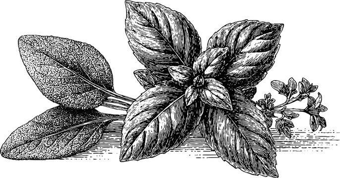 Vintage herbal sketch of basil bunch and oregano sprig for culinary design