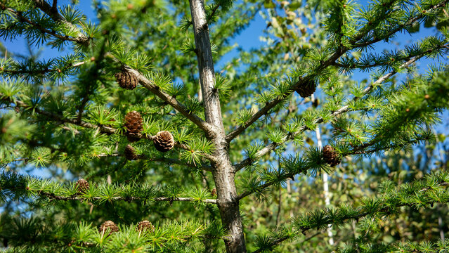 Larch tree branches with green needles and cones