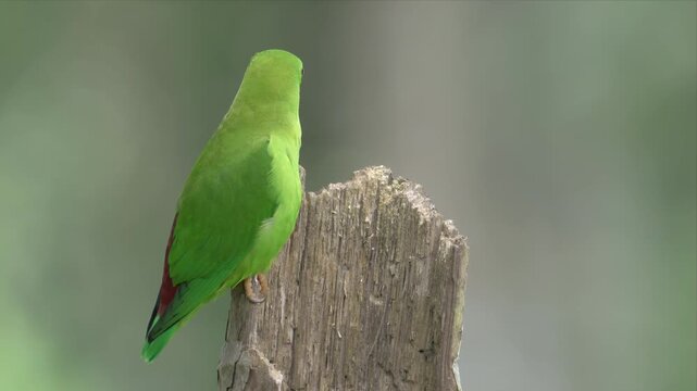 video of a Vernal hanging Parrot is perched on a wooden post. The bird is looking around and chilling
