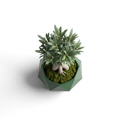 Minimalist 3D render of a small olive tree bonsai in a modern geometric green pot
