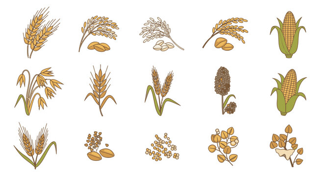 Hand drawn cereal grains and healthy seeds vector collection
