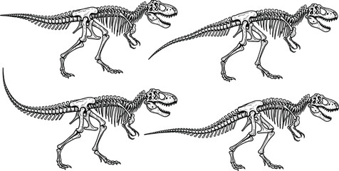 Tyrannosaurus rex dinosaur skeleton vector set featuring detailed T-Rex fossils in various poses for museum educational science and prehistoric history illustrations, © Gauranga