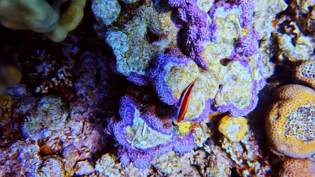 Blackside hawkfish on colorful coral reef seabed. Paracirrhites forsteri