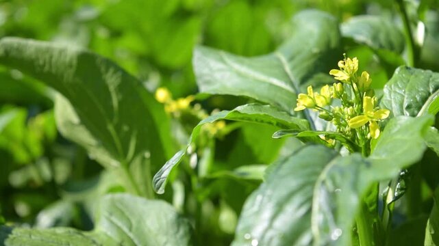 Fresh_Bok_Choy_Vegetables_Swaying_In_Wind_Outdoor_Garden.mov