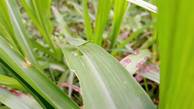 Green Bug Hiding on a Maize Leaf Pest Insect in a Crop Field