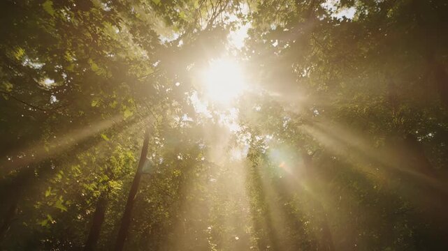 Forest Canopy Energy. Photosynthesis & Energy from Sunlight. Nature Science. sunlight filtering through forest leaves symbolizing energy transfer, set in a lush canopy environment
