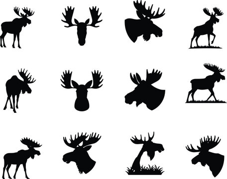 Moose Silhouette Set with Antlered Head and Full Body Poses Isolated on White Wildlife Vector Illustration Collection
