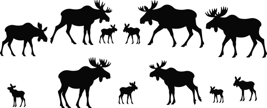 Moose Family Silhouette Collection with Bull Cow and Calf Isolated on White Background Wildlife Animal Vector Illustration Set