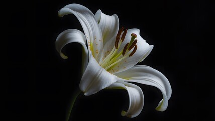 A single elegant white lily flower stands out dramatically against a pure black background its delicate petals illuminated by soft precise studio lighting creating a serene and art