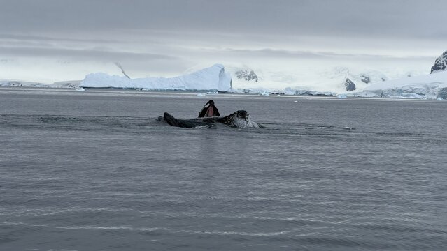 humpback whales lungeing up the surface of the water filled with krills near Petermann Island Antarctica