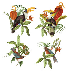 Tropical floral birds elements isolated with exotic jungle botanical illustration vintage © Yumeee