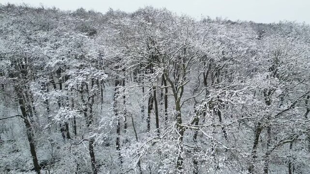 Winter forest with snow-covered trees and a tranquil atmosphere, flight along a winter landscape in February in the municipality of Hude, district of Oldenburg, Germany