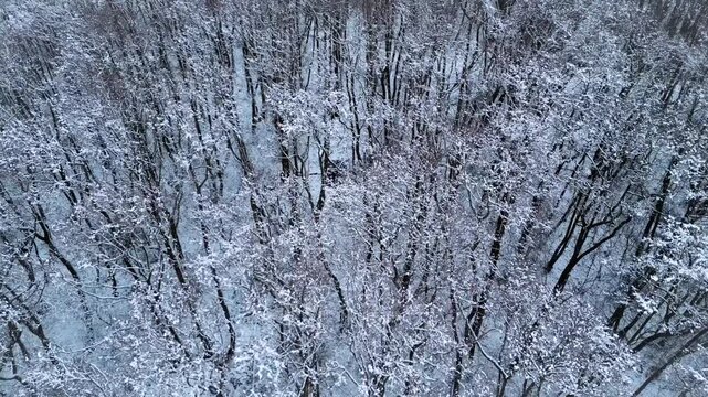 Aerial view of a snow-covered forest in winter silence, flying over a winter landscape and bare, snow-covered trees in February in the municipality of Hude, district of Oldenburg, Germany.