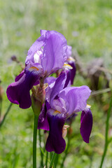 Delicate, garden iris (Iridaceae) growing in a flower bed